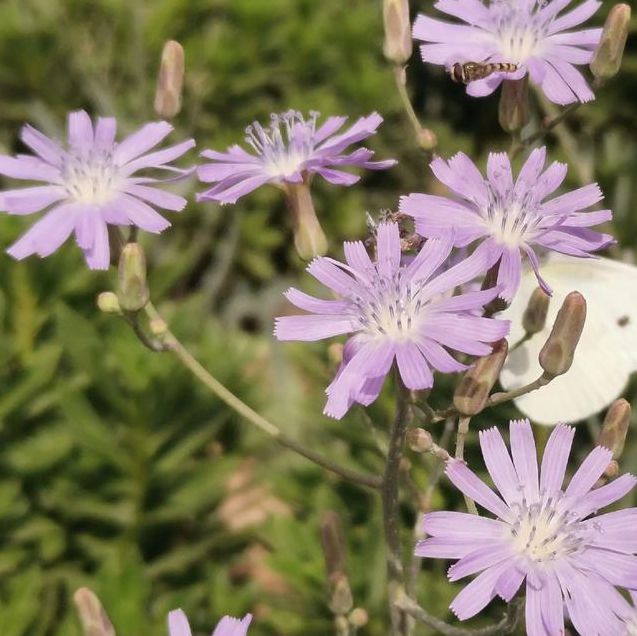 野花视频1.0.8安卓版