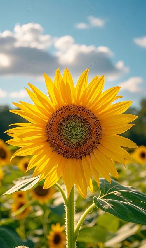 向日葵视频无限次数解锁版安卓下载