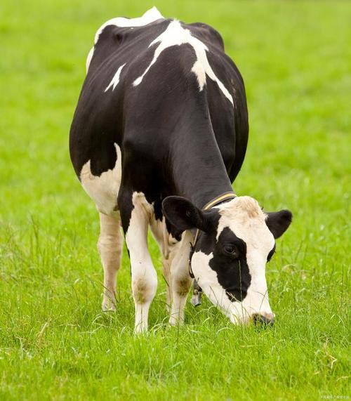 奶牛app福引导网站大全入口