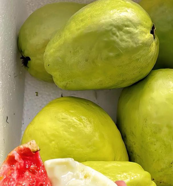 榴莲芭乐md在线观看