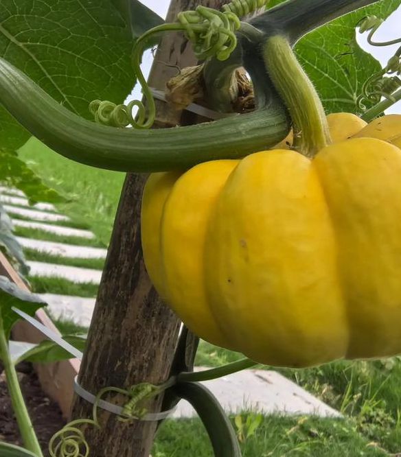 yasee2021南瓜视频