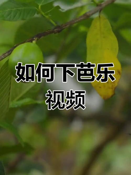 芭乐视频app下载安装下载免费