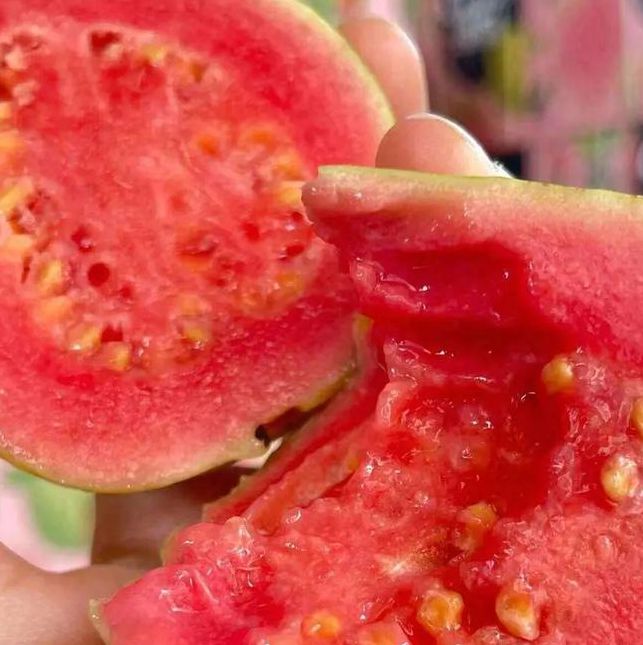 芭乐草莓绿巨人香蕉榴莲