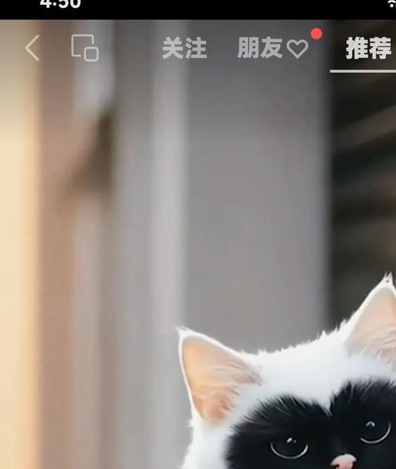 猫咪短视频官网app