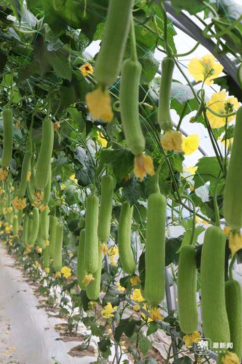 草莓秋葵菠萝蜜黄瓜丝瓜免费苹果