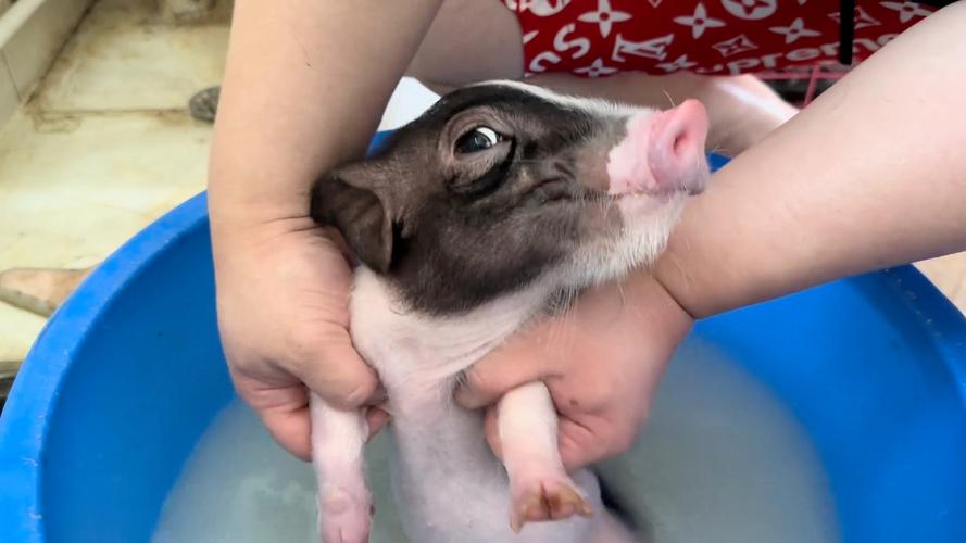 小猪视频在线观看