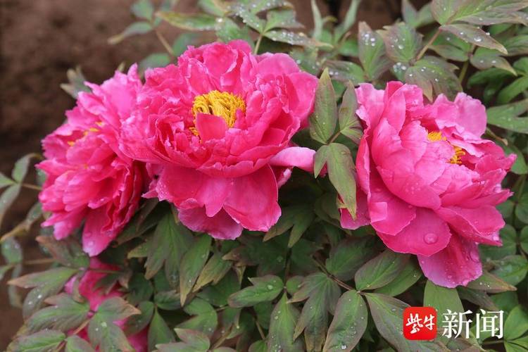 国色天香免费视频