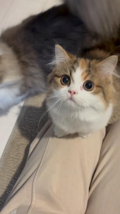 猫咪社区观看在线视频播放