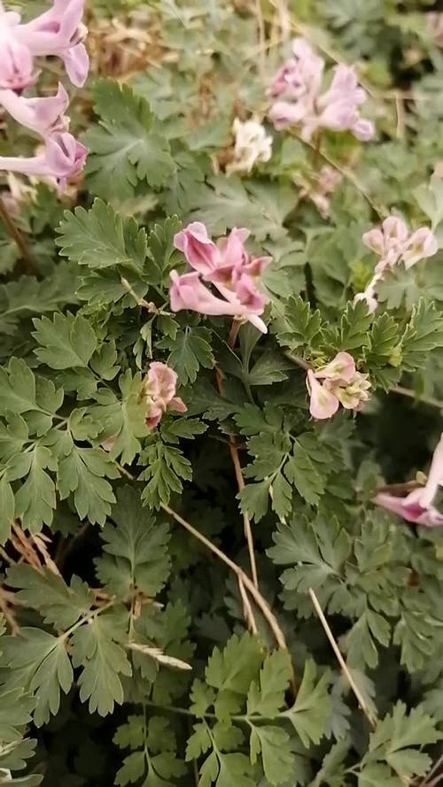 野花在线观看免费视频