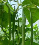 豆角视频最新版