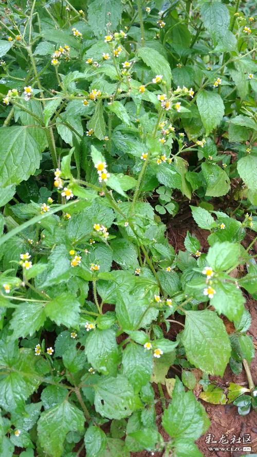 野花社区免费观看视频