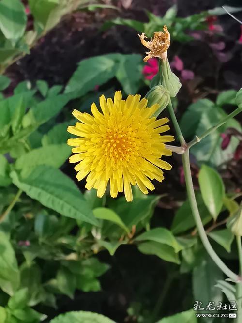 野花社区免费观看视频