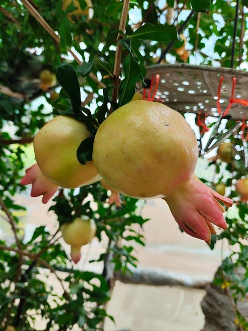 石榴视频免费观看1024