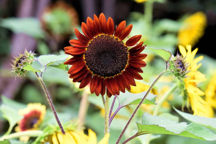 向日葵视频观看无限看丝瓜ios视频