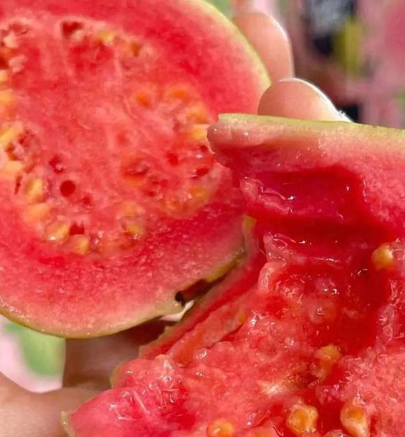 草莓丝瓜榴莲芭乐18岁卍