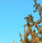 秋叶直播免费观看