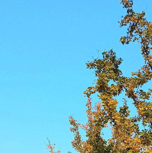 秋叶直播免费观看