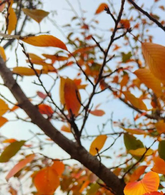 秋叶直播免费观看