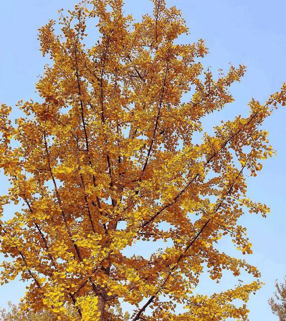 秋叶直播免费观看