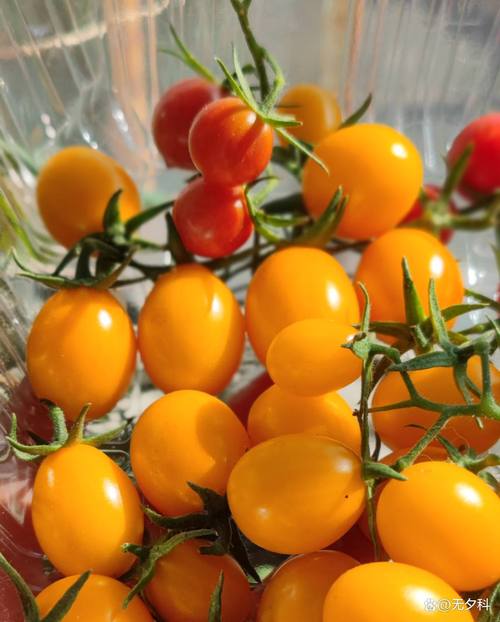 草莓黄瓜丝瓜向日葵鸭脖娱乐