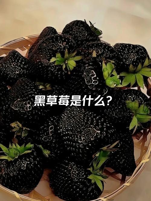 草莓黑科技无限破解免费版最新