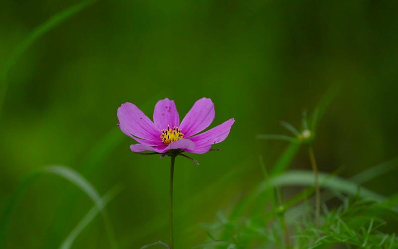 野花视频在线观看最新神马破解下载