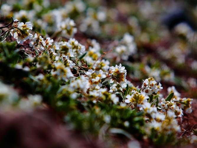 野花视频在线观看最新神马破解下载