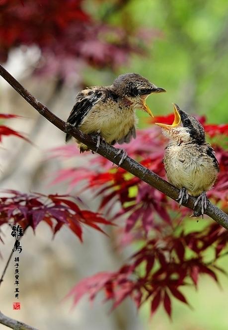 雏鸟短视频无限看
