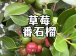 草莓丝瓜樱桃小蝌蚪榴莲芭乐app