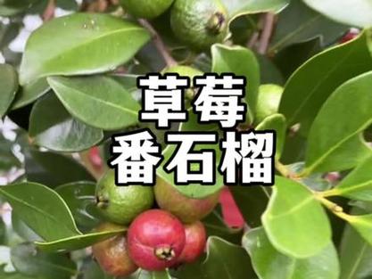 草莓丝瓜樱桃小蝌蚪榴莲芭乐app