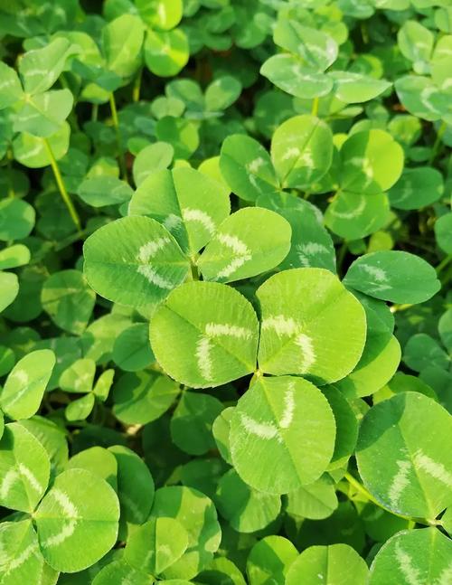 三叶草研究所免费版