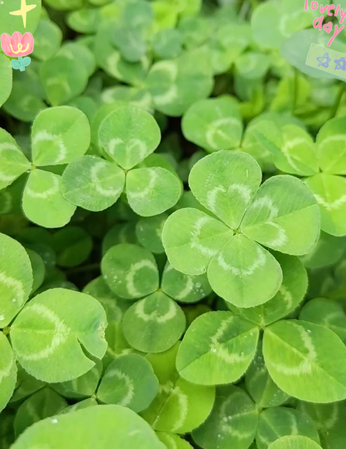 三叶草研究所免费版