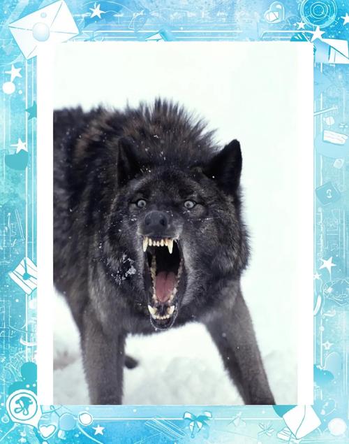 北狼影视最新版