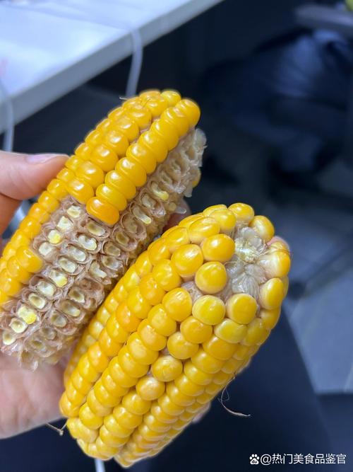 玉米视频旧版本