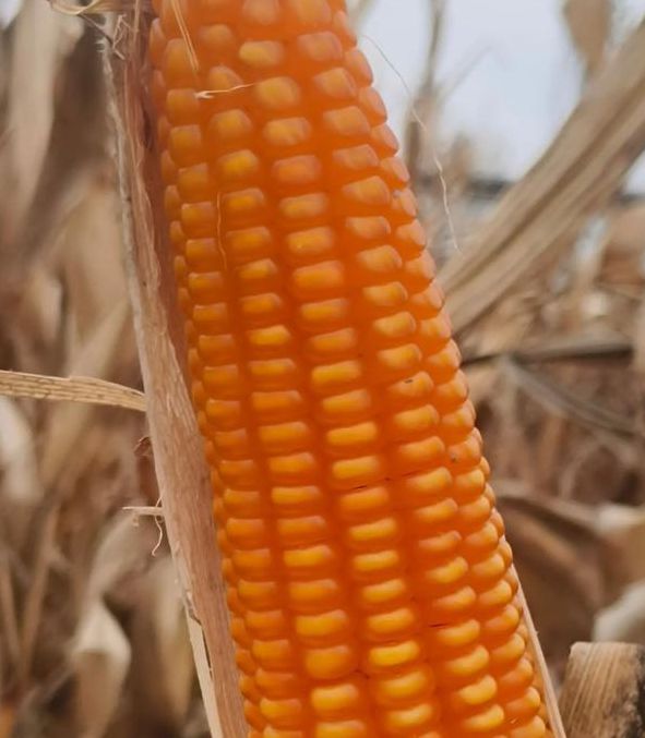 玉米视频旧版本