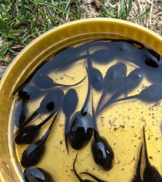 小蝌蚪ios官方1.6