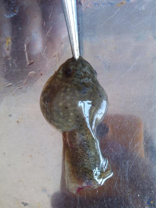 小蝌蚪ios官方1.6