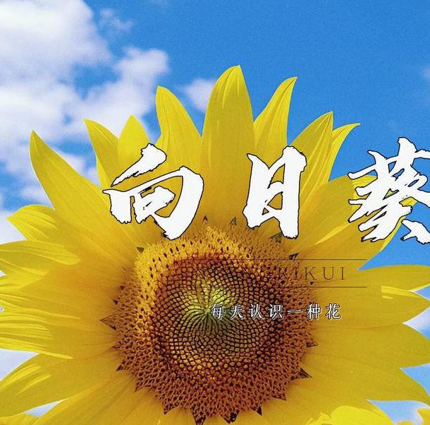 向日葵视频下载汅api免费大全