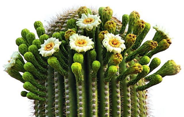 绿巨人雏鸟视频