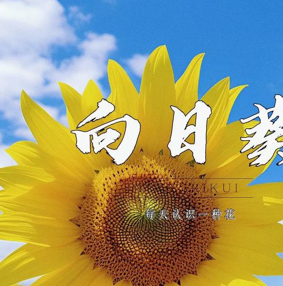 向日葵app免费下载视频免费版