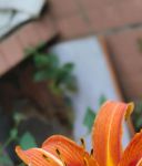 忘忧草wyc.ia俏佳人最新版