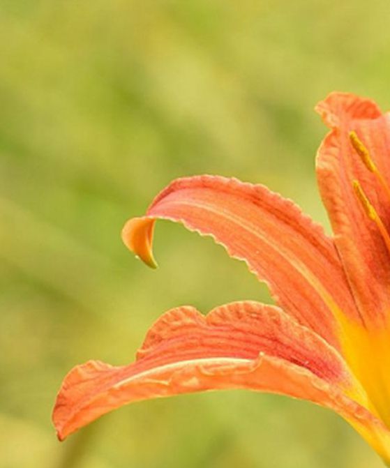 忘忧草wyc.ia俏佳人最新版