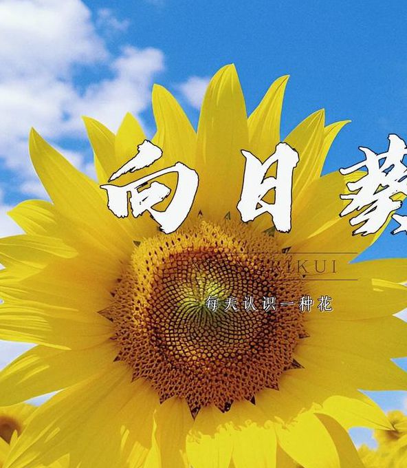 向日葵视频xrk1_3_0