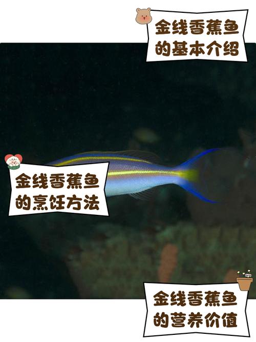 成年香蕉鱼视频