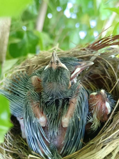 雏鸟短视频无限看