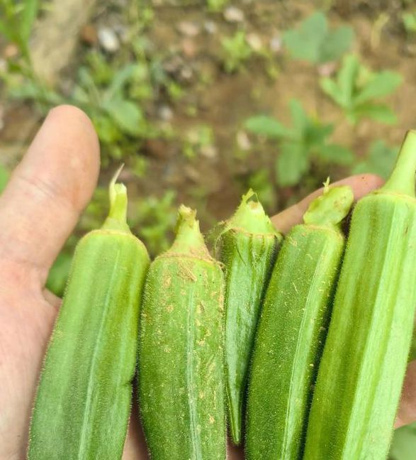 福利宝免费秋葵视频