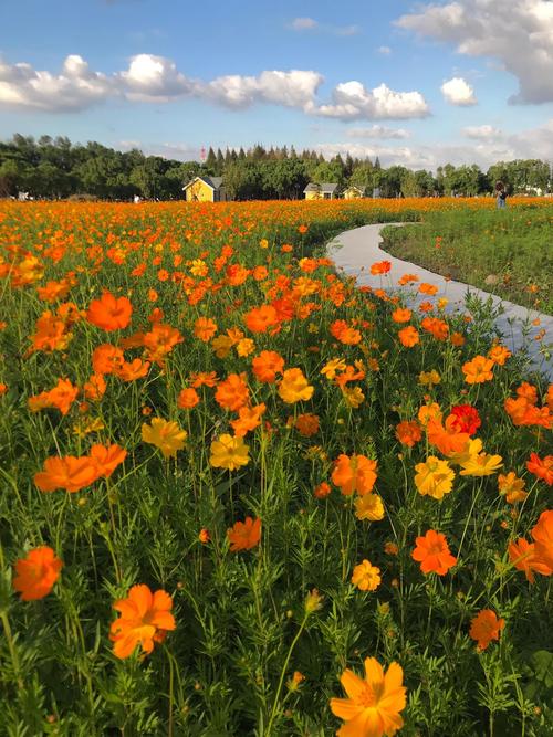 花海直播在线观看