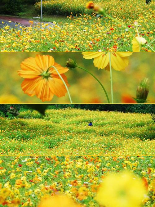 花海直播在线观看
