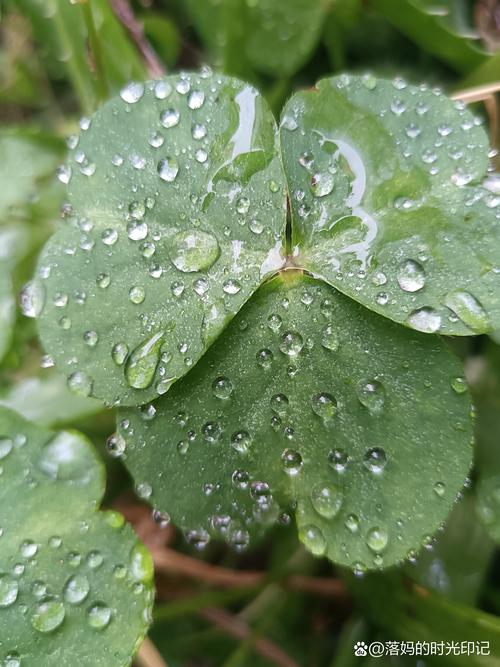丝瓜香蕉向日葵枝草莓秋葵污免费版