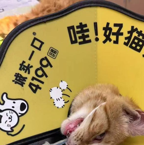 猫咪u9有你有我足矣